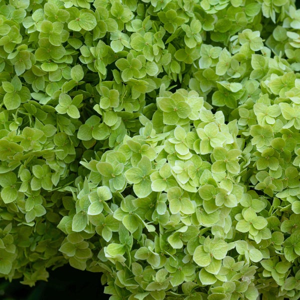 Stiklinger fra hortensia